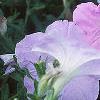 Petunia grandiflora 'Misty Lilac Wave', habit