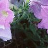 Petunia grandiflora 'Misty Lilac Wave', habit