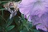 Petunia grandiflora 'Misty Lilac Wave', habit