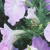 Petunia grandiflora 'Misty Lilac Wave', habit