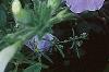 Petunia grandiflora 'Misty Lilac Wave', habit