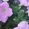 Petunia grandiflora 'Misty Lilac Wave', habit
