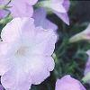 Petunia grandiflora 'Misty Lilac Wave', habit
