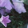 Petunia grandiflora 'Misty Lilac Wave', habit