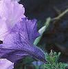 Petunia grandiflora 'Misty Lilac Wave', habit