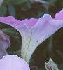 Petunia grandiflora 'Misty Lilac Wave', flowers
