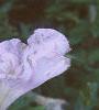Petunia grandiflora 'Misty Lilac Wave', flowers