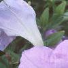 Petunia grandiflora 'Misty Lilac Wave', flowers