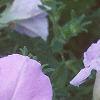 Petunia grandiflora 'Misty Lilac Wave', flowers