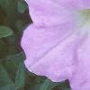 Petunia grandiflora 'Misty Lilac Wave', flowers