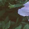Petunia grandiflora 'Misty Lilac Wave', flowers