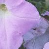 Petunia grandiflora 'Misty Lilac Wave', flowers