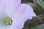 Petunia grandiflora 'Misty Lilac Wave', flowers