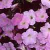 Petunia grandiflora 'Misty Lilac Wave', flowers