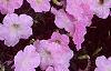 Petunia grandiflora 'Misty Lilac Wave', flowers