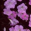 Petunia grandiflora 'Misty Lilac Wave', flowers