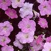 Petunia grandiflora 'Misty Lilac Wave', flowers