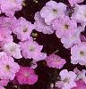 Petunia grandiflora 'Misty Lilac Wave', flowers
