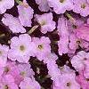 Petunia grandiflora 'Misty Lilac Wave', flowers