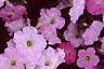 Petunia grandiflora 'Misty Lilac Wave', flowers