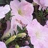 Petunia grandiflora 'Misty Lilac Wave', flowers