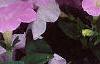 Petunia grandiflora 'Misty Lilac Wave', flowers