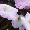 Petunia grandiflora 'Misty Lilac Wave', flowers