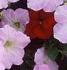 Petunia grandiflora 'Misty Lilac Wave', flowers