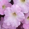 Petunia grandiflora 'Misty Lilac Wave', flowers