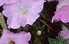 Petunia grandiflora 'Misty Lilac Wave', flowers