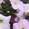 Petunia grandiflora 'Misty Lilac Wave', flowers