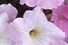 Petunia grandiflora 'Misty Lilac Wave', flowers