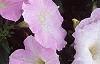 Petunia grandiflora 'Misty Lilac Wave', flowers