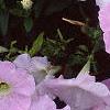 Petunia grandiflora 'Misty Lilac Wave', flowers