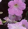 Petunia grandiflora 'Misty Lilac Wave', flowers