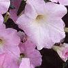 Petunia grandiflora 'Misty Lilac Wave', flowers