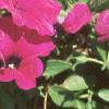 Petunia grandiflora 'Purple Wave', habit