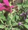 Petunia grandiflora 'Purple Wave', habit