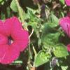 Petunia grandiflora 'Purple Wave', habit
