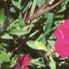 Petunia grandiflora 'Purple Wave', habit