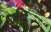 Petunia grandiflora 'Purple Wave', habit