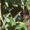 Petunia grandiflora 'Purple Wave', habit