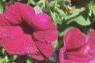Petunia grandiflora 'Purple Wave', habit