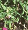 Petunia grandiflora 'Purple Wave', habit