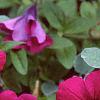 Petunia grandiflora 'Purple Wave', flowers