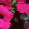Petunia grandiflora 'Purple Wave', flowers