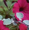 Petunia grandiflora 'Purple Wave', flowers