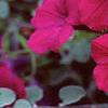 Petunia grandiflora 'Purple Wave', flowers
