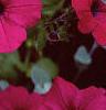 Petunia grandiflora 'Purple Wave', flowers