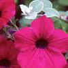 Petunia grandiflora 'Purple Wave', flowers